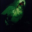 gene3