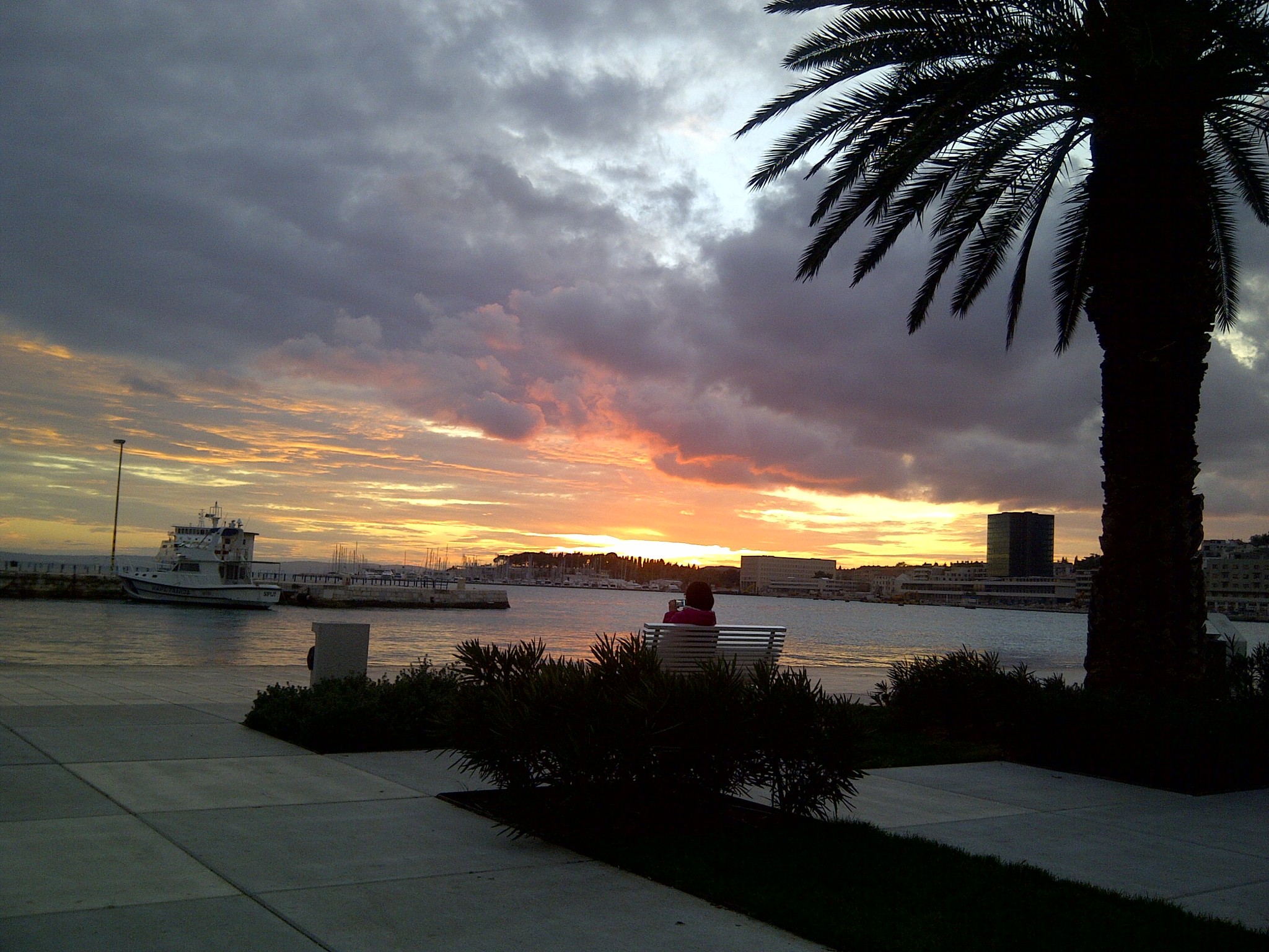 A dramatic sunset over the harbor beneath a palm tree